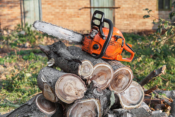 The Steps Involved in Our Tree Care Process in Stanfield, NC